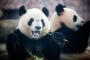 Leihgabe aus China: Bären für Münchner Tierpark Hellabrunn